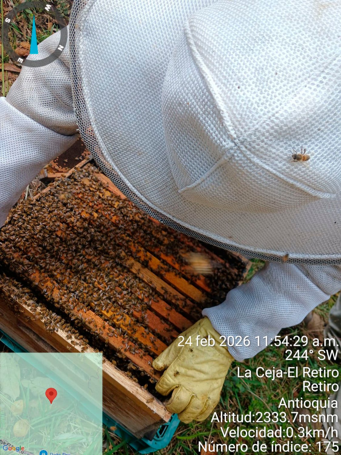 Abejas sobre panal