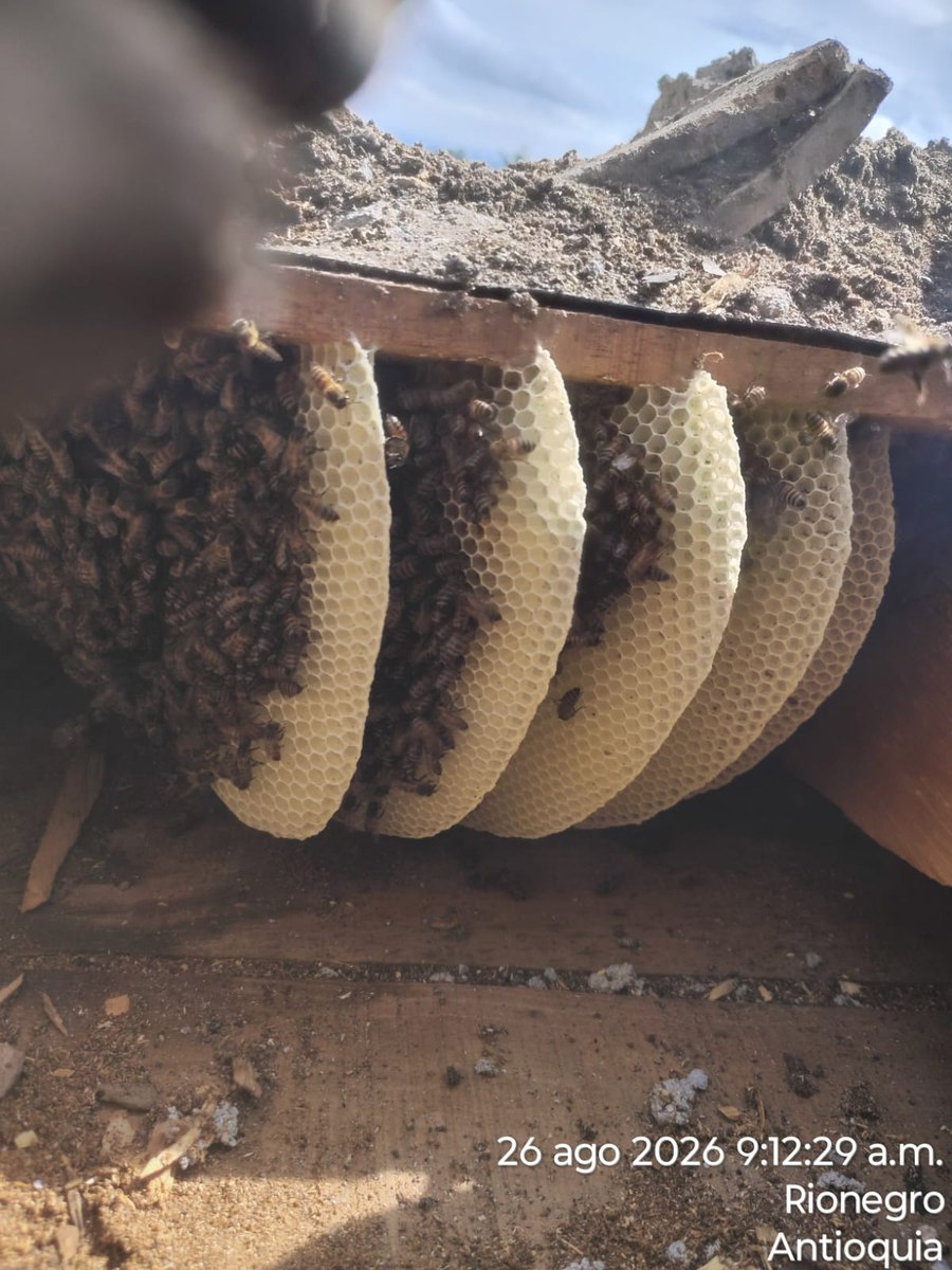 Colonia de abejas en estructura