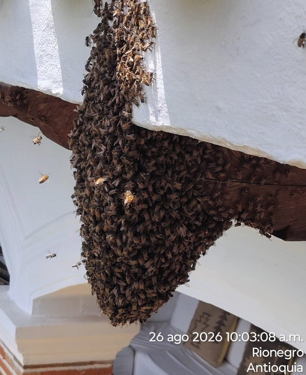 Enjambre de abejas