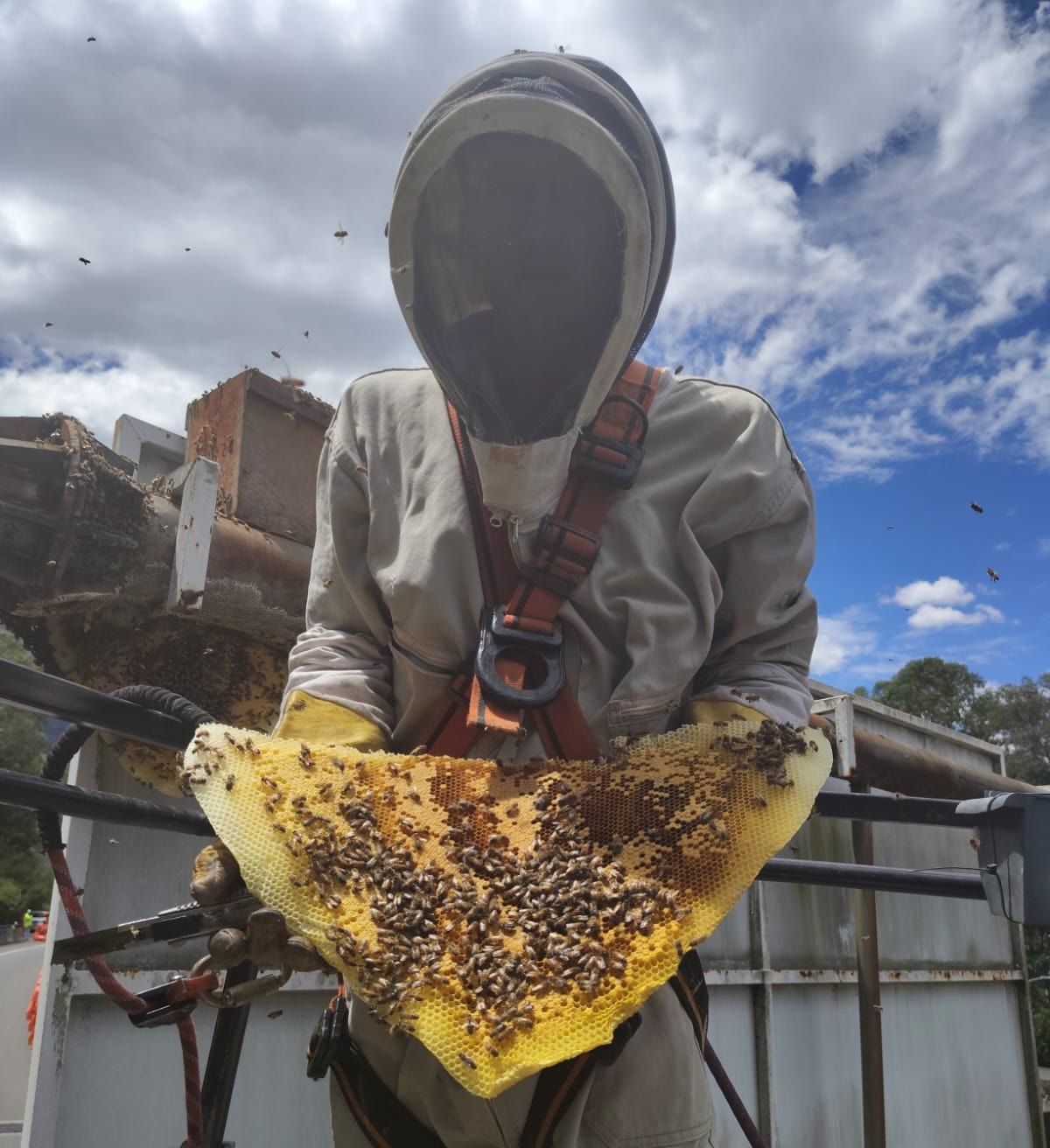 Rescate de abejas realizado por personal protegido